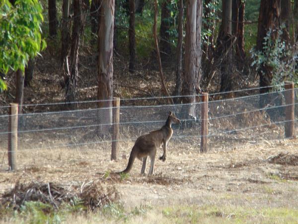 Clover Cottage Country Retreat Manjimup Zewnętrze zdjęcie